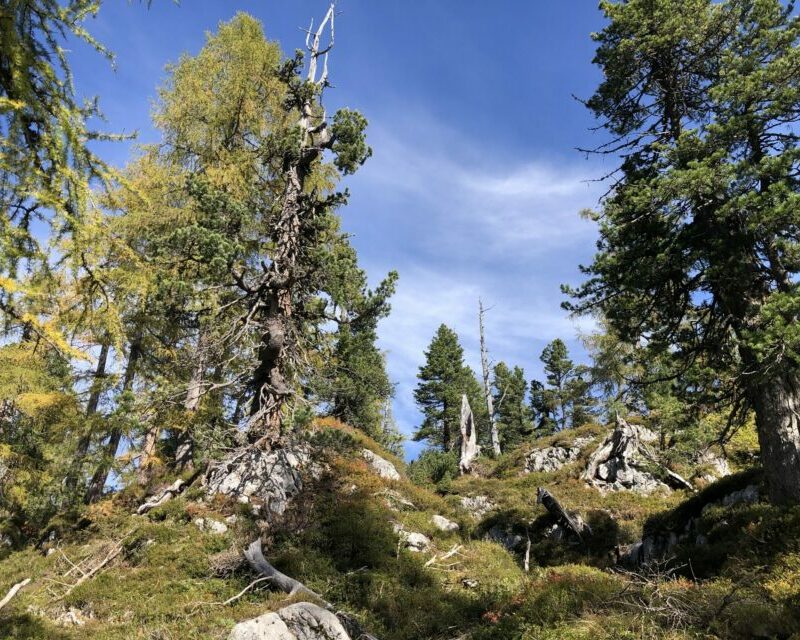 Wandern Totes Gebirge, Geführte Wanderung_Alpinschule BERGPULS